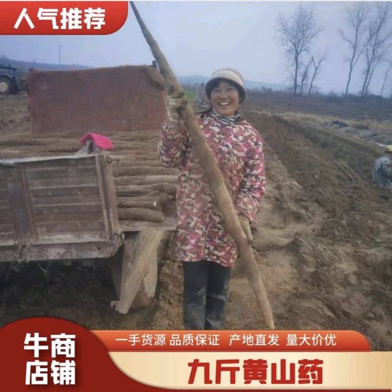 湖北新鲜九斤黄山药，湖北山药量大从优，品质保证