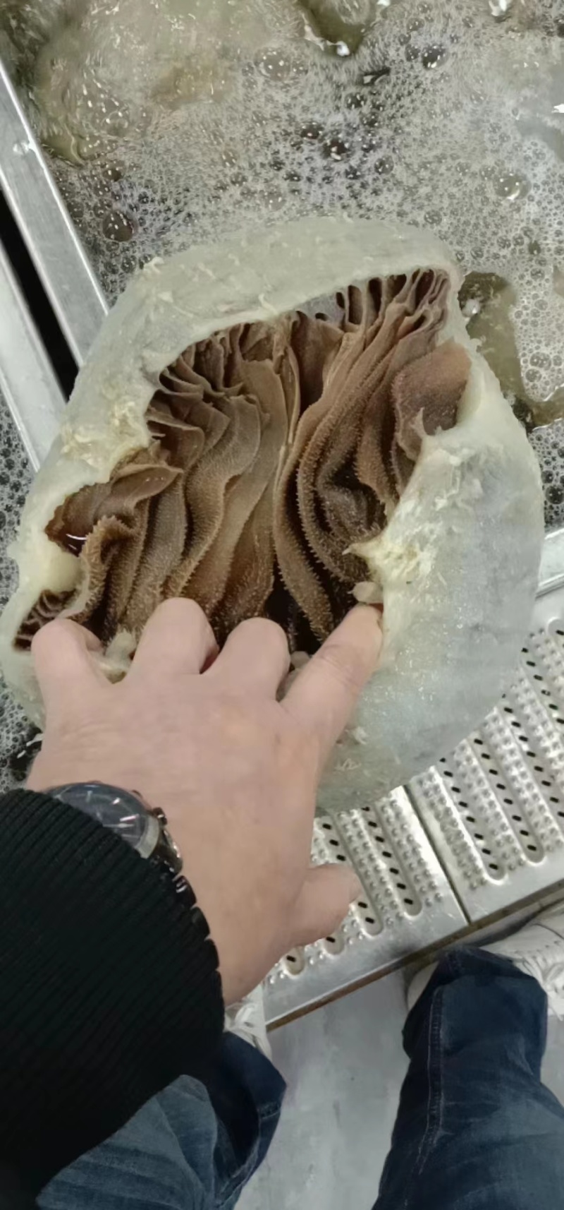 毛肚，黑整肚，水发黑整肚，品质保障，量大从优，欢迎咨询