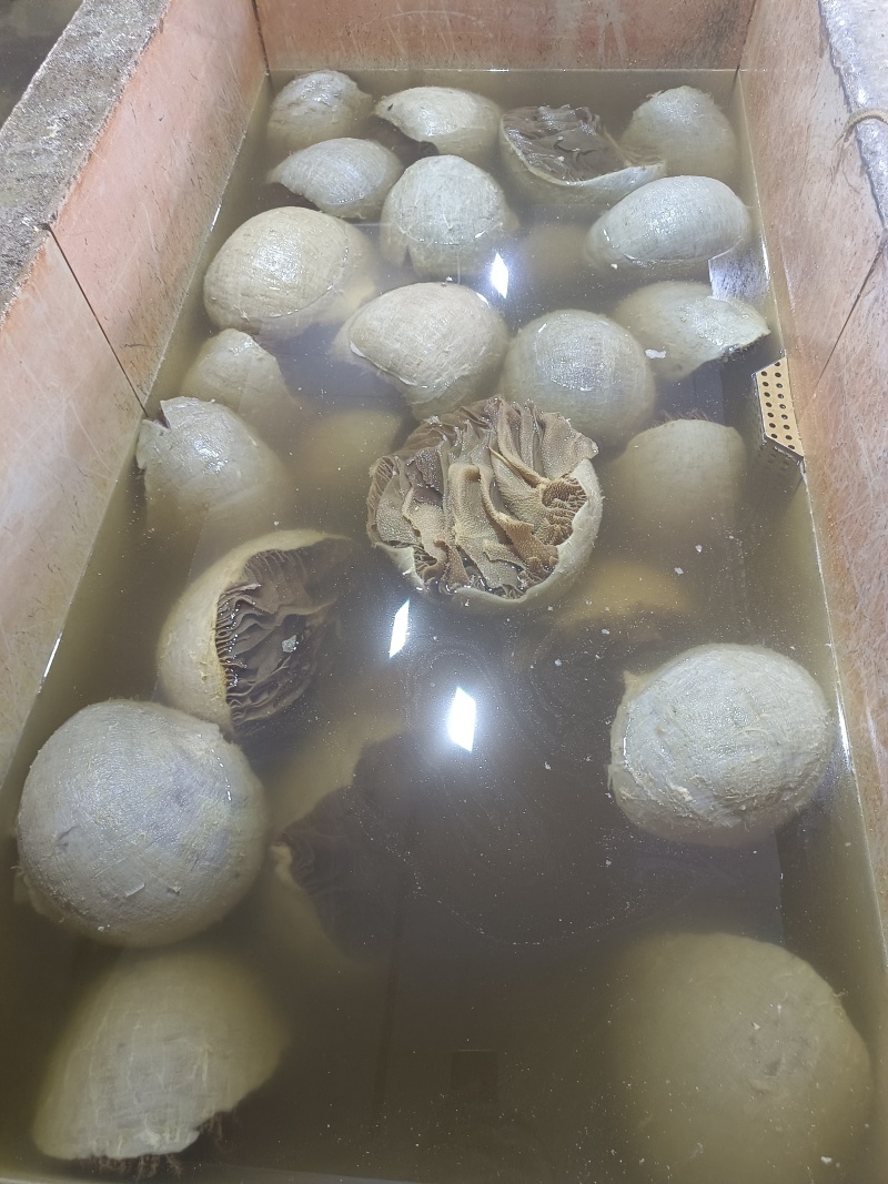 毛肚，黑整肚，水发黑整肚，品质保障，量大从优，欢迎咨询