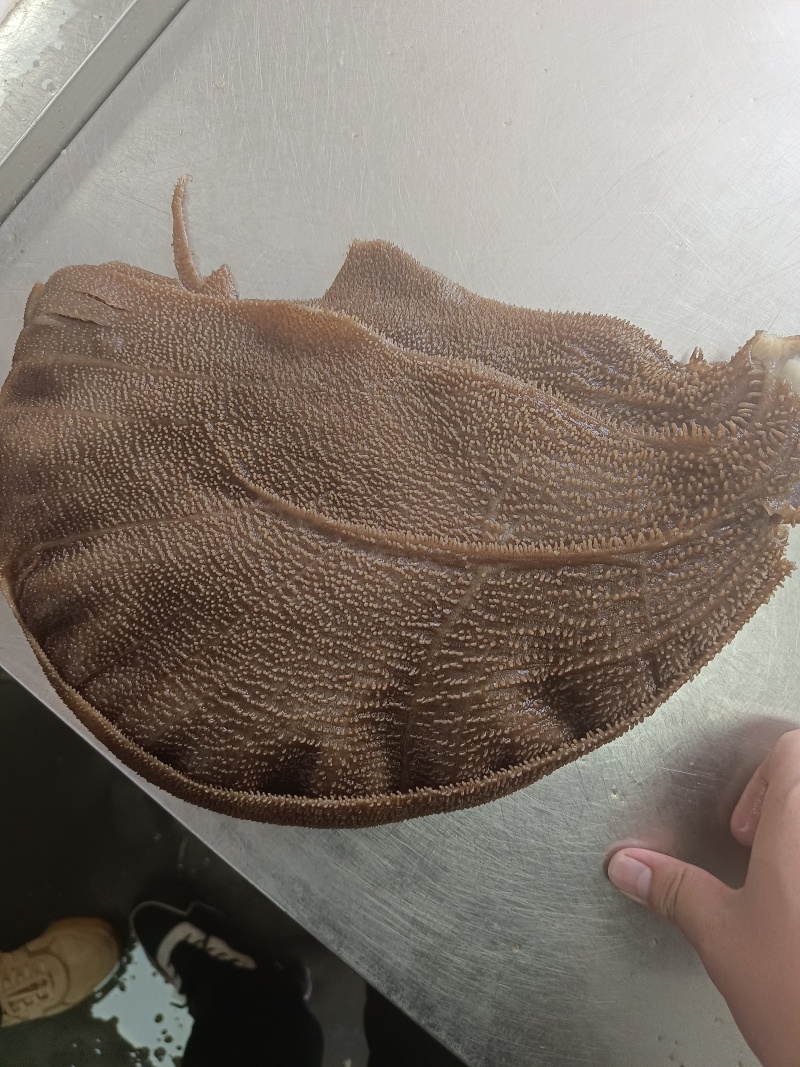 毛肚，黑整肚，水发黑整肚，品质保障，量大从优，欢迎咨询