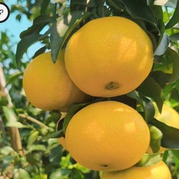 四川爱媛38号