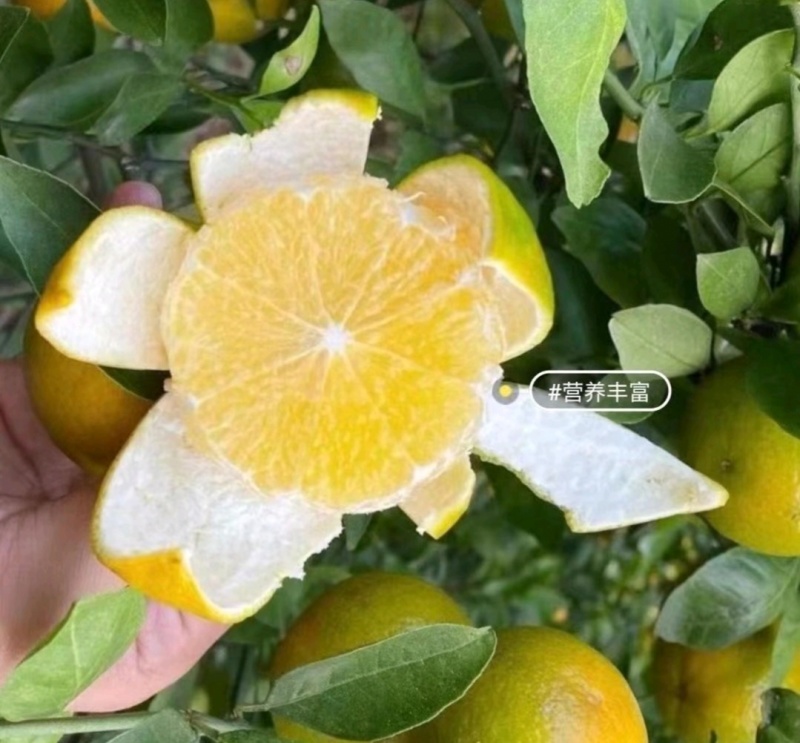 广东柑桔韶关皇帝柑产地直供量大从优实力代发全国商超
