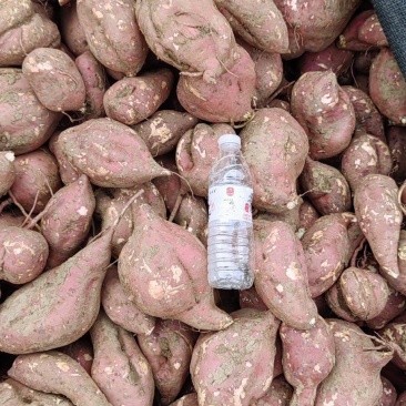 高淀粉红薯大量收购