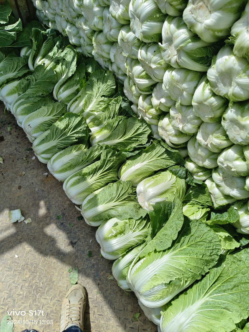高山黄心大白菜