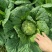 高山黄心大白菜