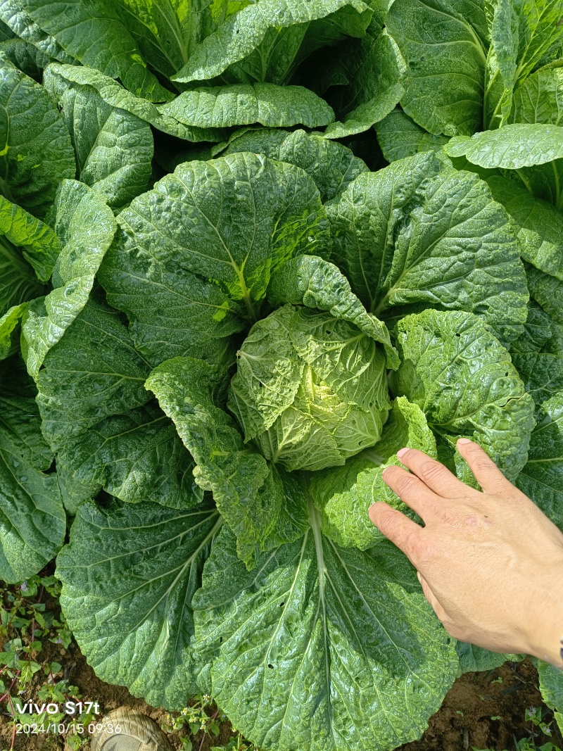 高山黄心大白菜