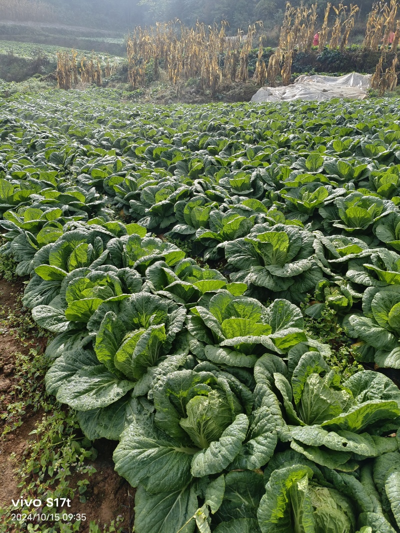 高山黄心大白菜