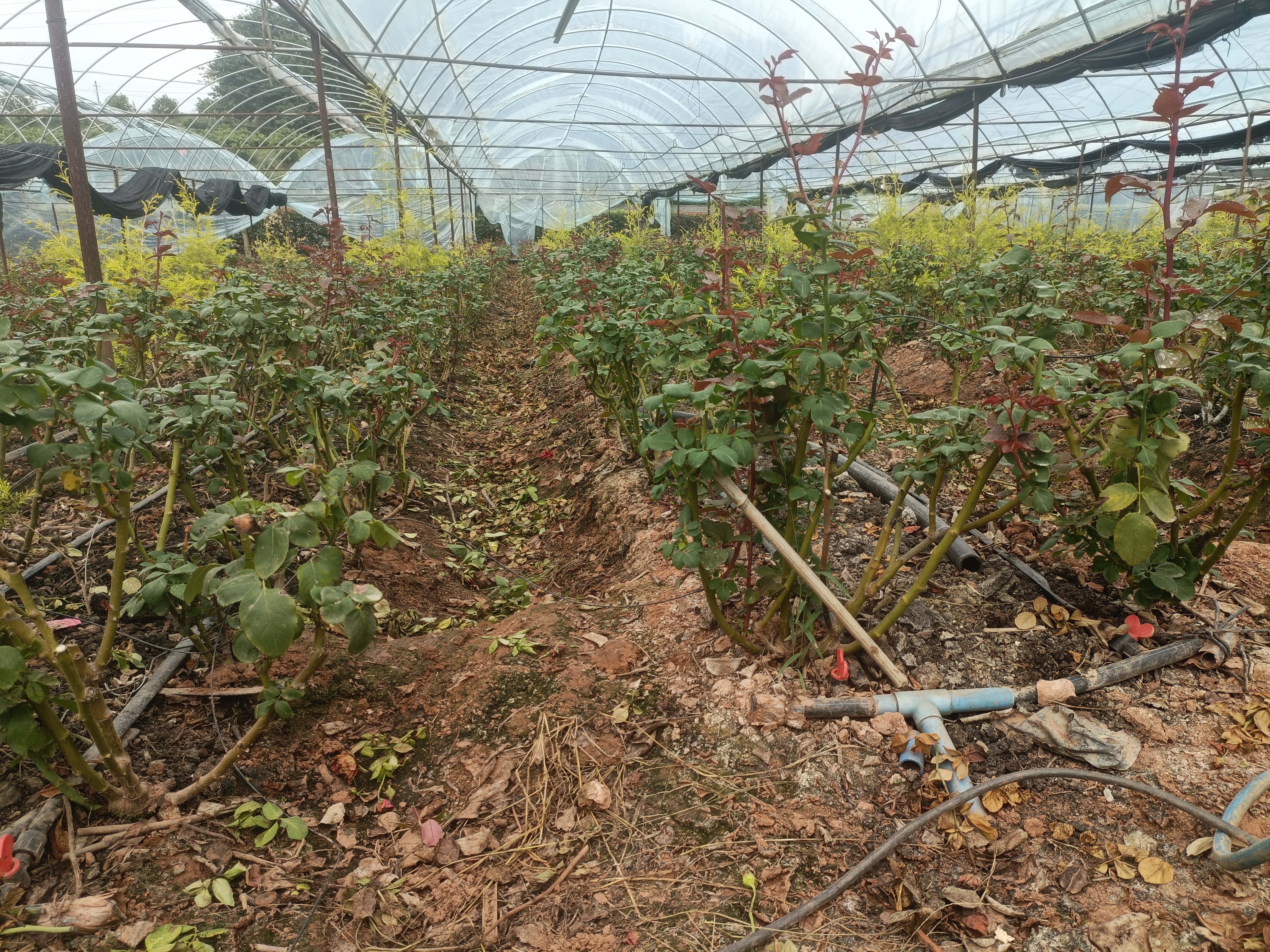 大花美人月季在城市阳台种植,展示其适应性强的特点 大花美人月季在城市阳台种植效果