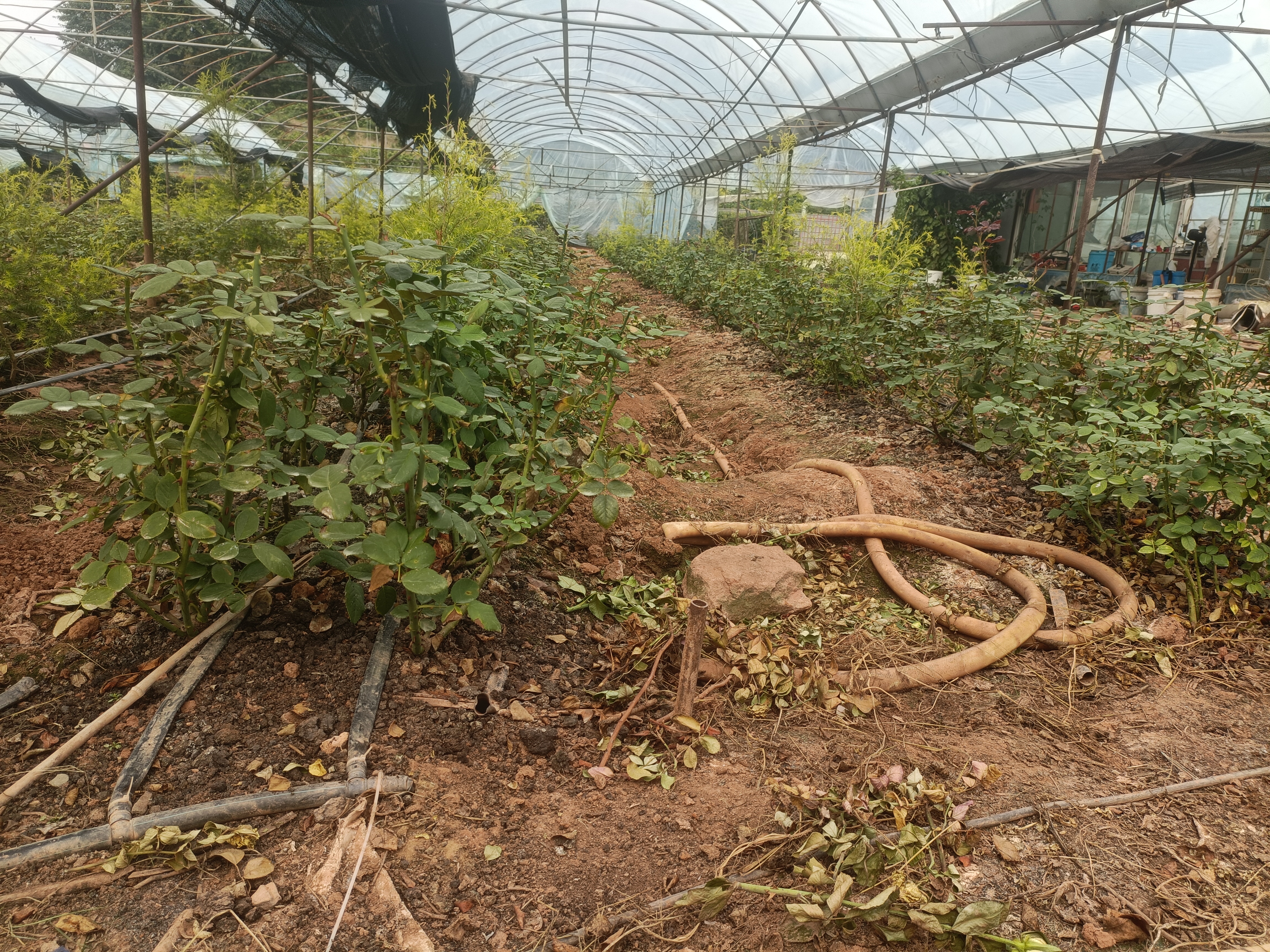 地栽大花月季夏季养护实景图