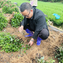 基地直发中茶108茶苗品质保证价格实惠