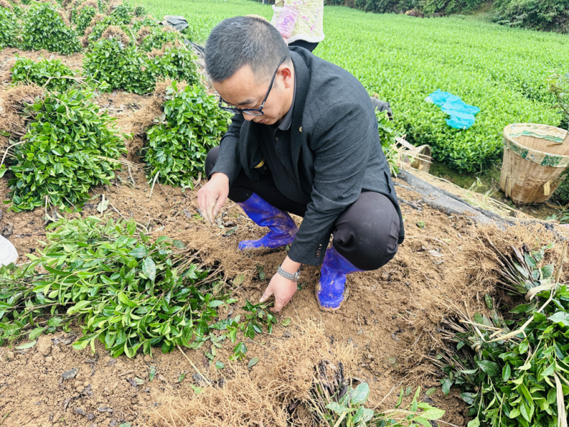 基地直发中茶108茶苗品质保证价格实惠