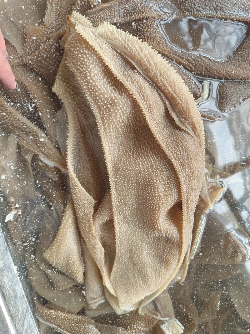 毛肚，牛肚，牛百叶大叶片，精品货源，品质保障，欢迎咨询