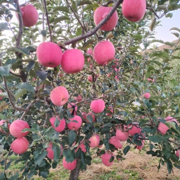 苹果