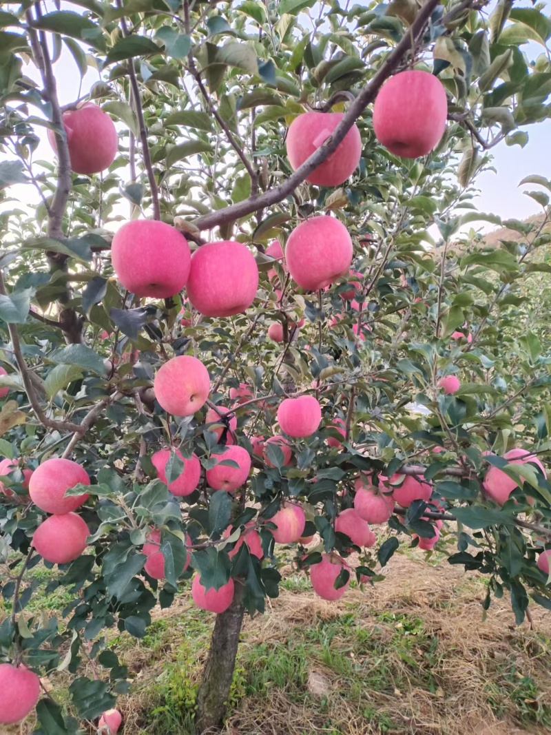 苹果