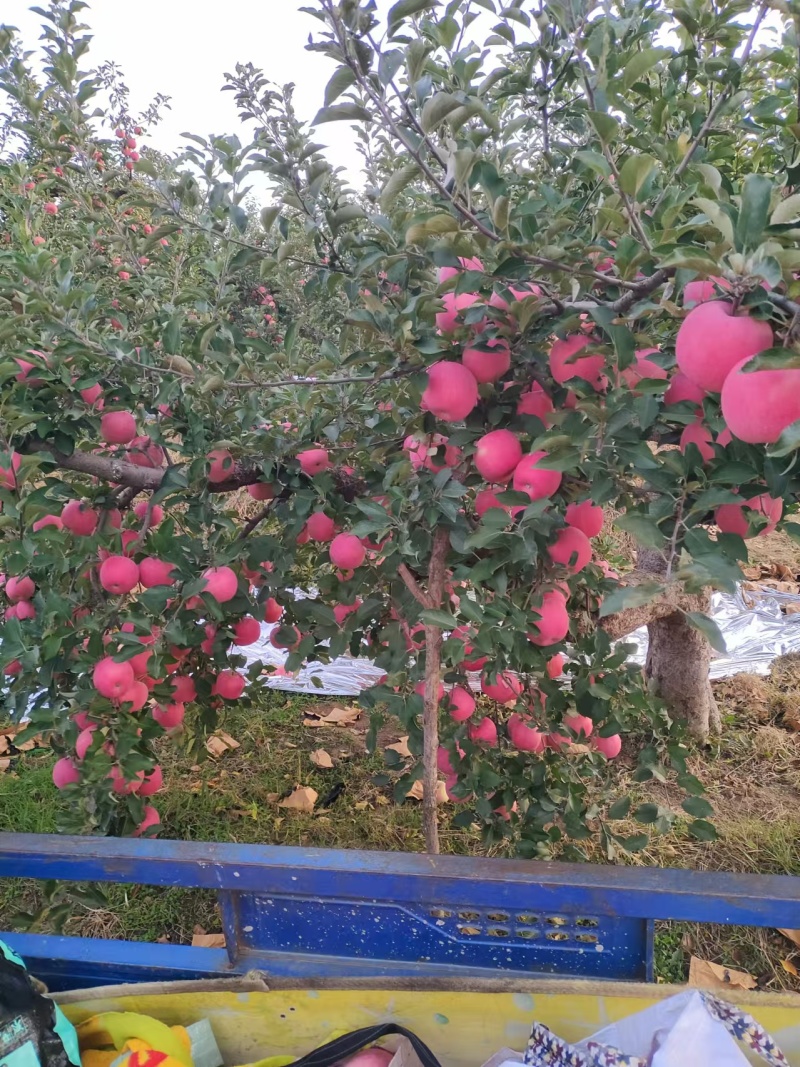 苹果