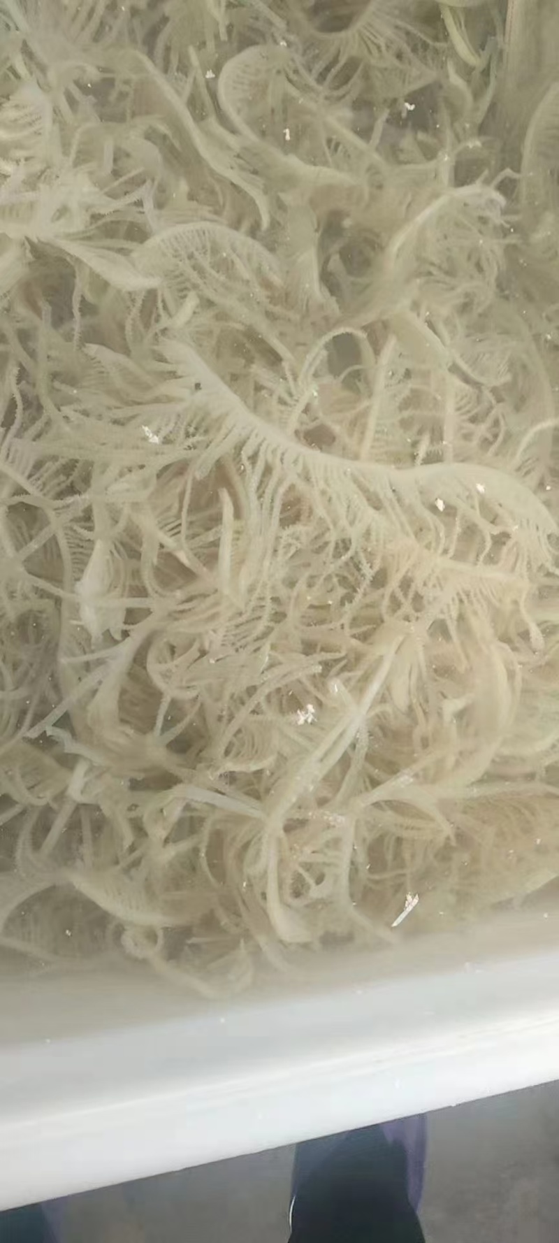 毛肚，水发白千层，品质保障，一手货源，量大从优，欢迎咨询