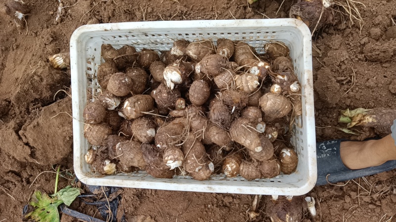 山东省，临沂市，优质毛芋头，豆包，各种毛芋头分，8520