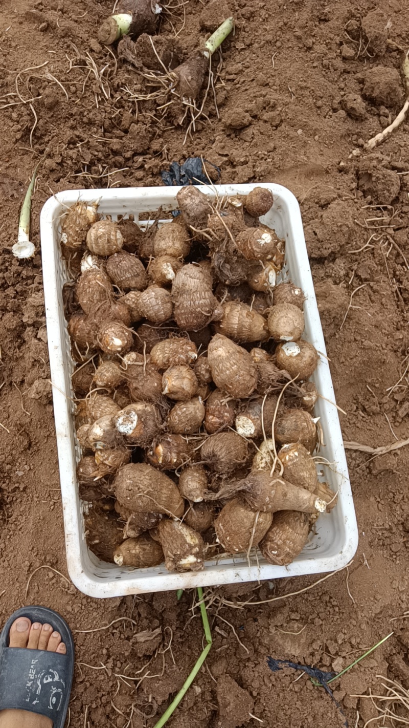 山东省，临沂市，优质毛芋头，豆包，各种毛芋头分，8520
