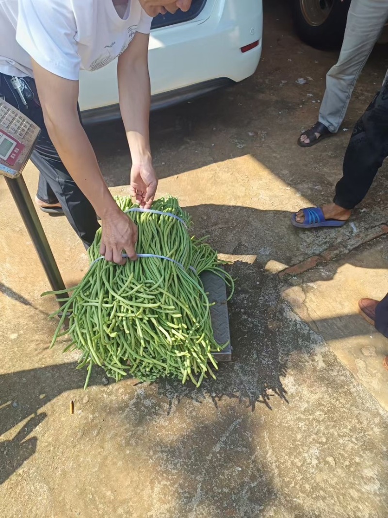 [推荐]长豆角，产地现货，大量对接市场，加工厂