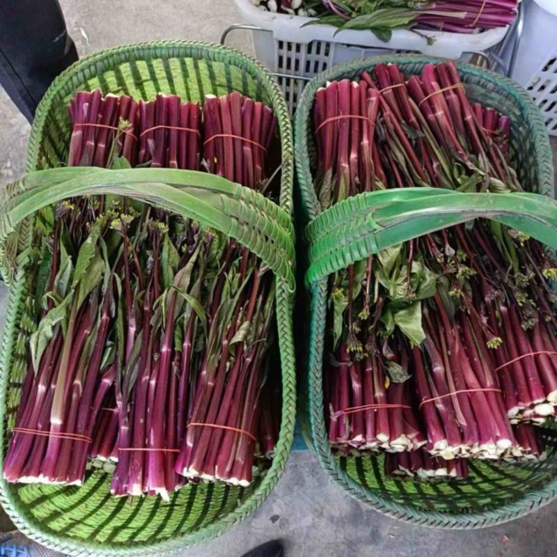 红菜苔