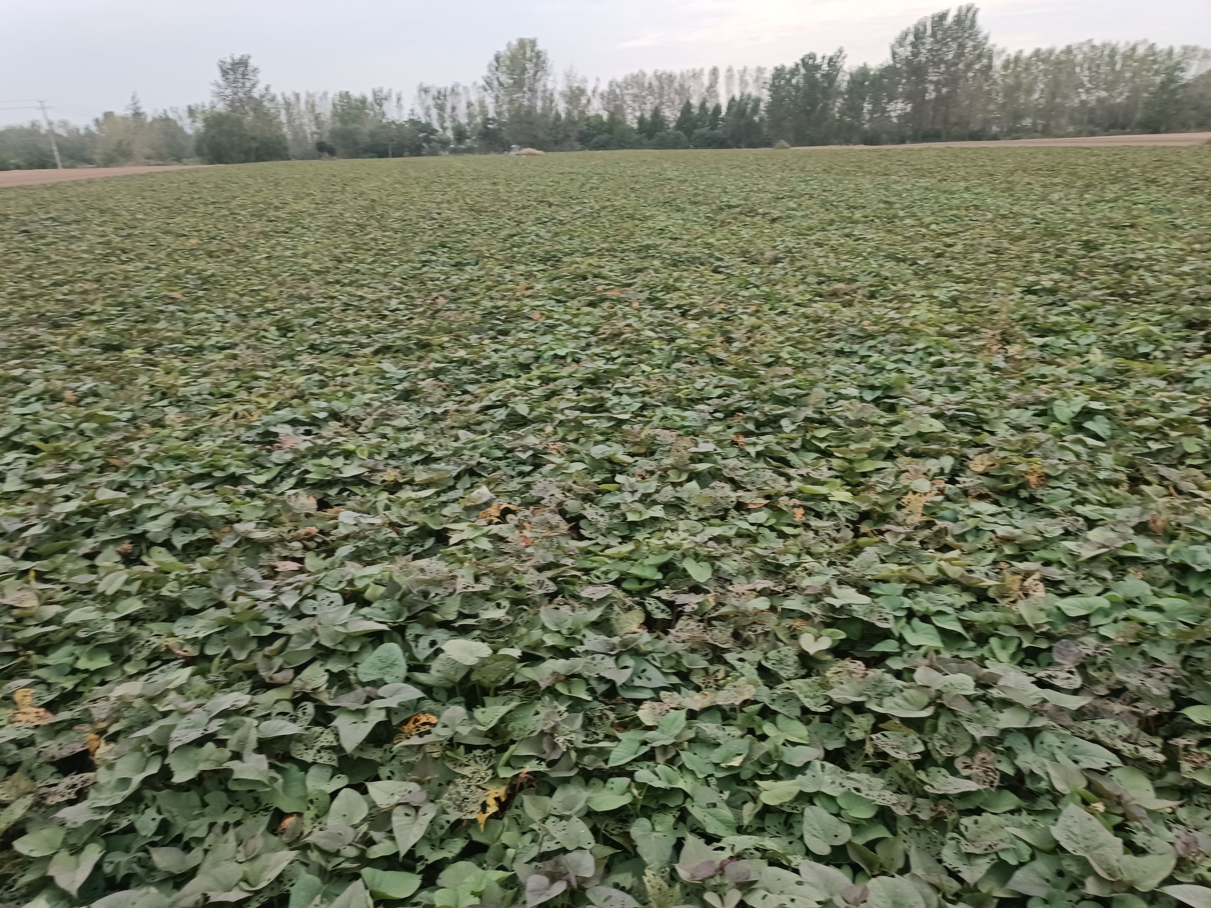 航拍视角下的福建漳州紫薯规模化种植基地:连片绿色藤蔓覆盖丘陵梯田,农户正在田间进行人工除草与藤蔓管理;远处可见现代化灌溉设施与‘紫薯之乡’标识牌,天空晴朗,阳光充足,展现典型亚热带山地农业生态 福建漳州紫薯种植基地航拍全景