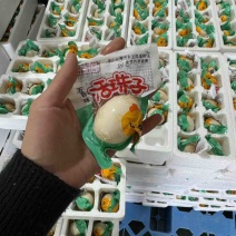 活珠子商丘活珠子价格实惠保质保量货源充足可视频看货