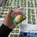 活珠子商丘活珠子价格实惠保质保量货源充足可视频看货