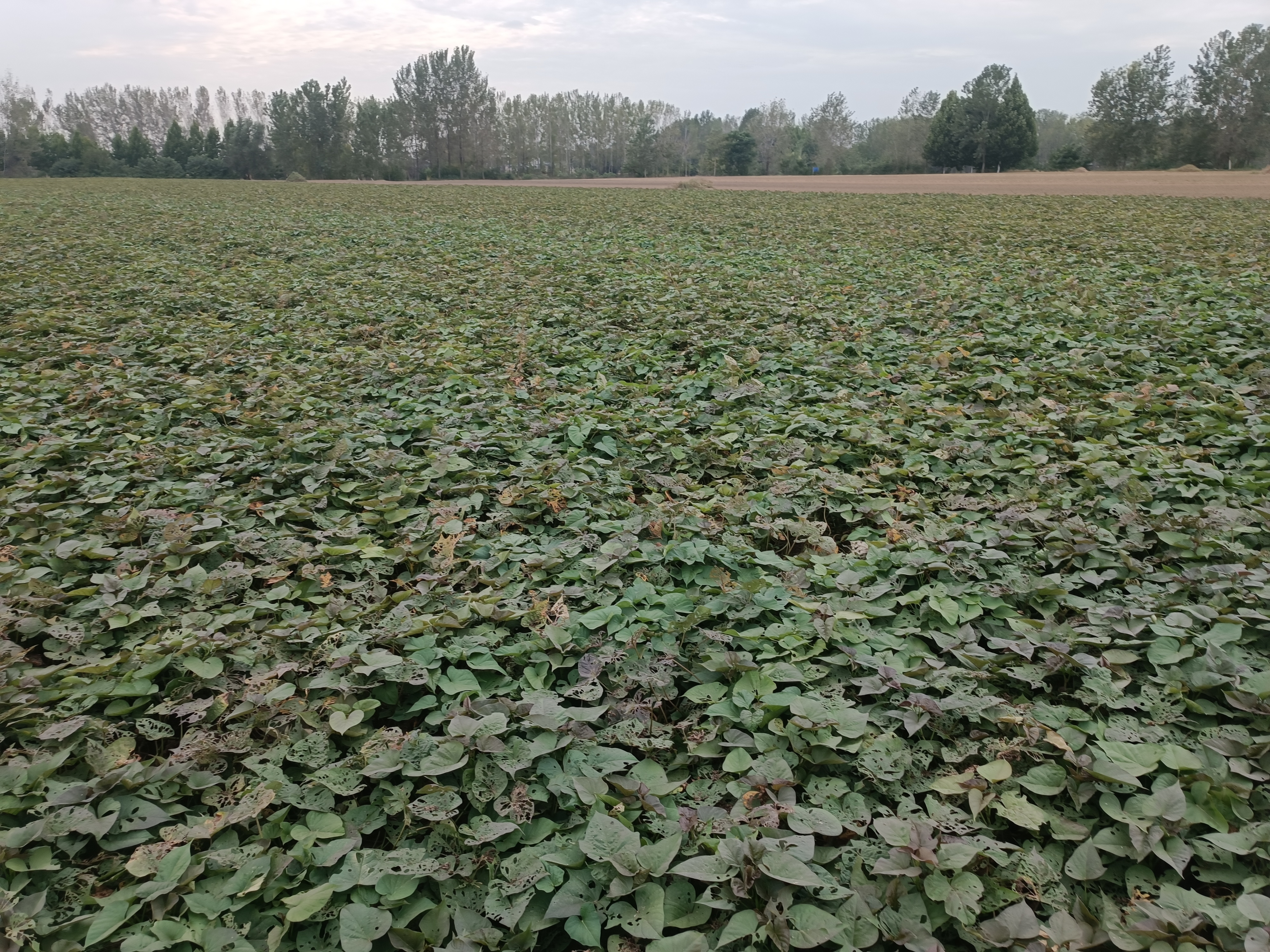 红薯内部小洞特写,展示红薯内部因虫害或储存不当导致的空洞现象 红薯内部小洞特写