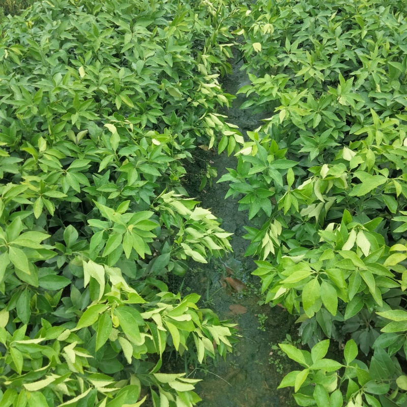 爱缓28号38柑橘苗，视频挖苗，量大从优技术指导