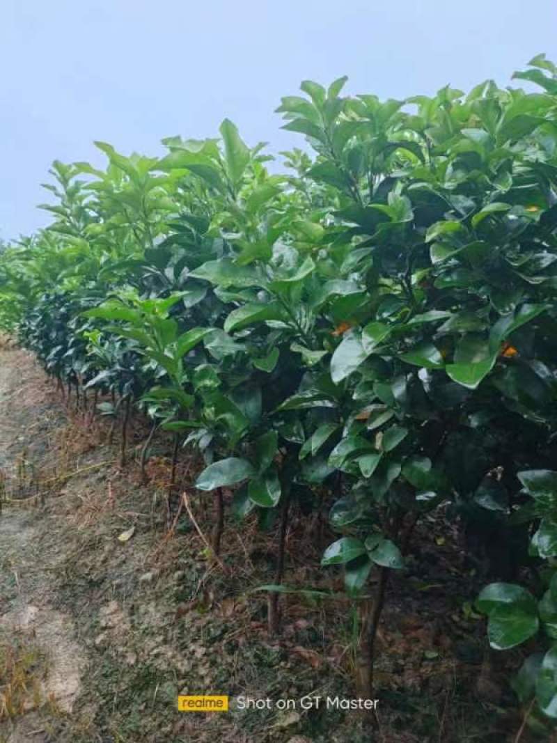 爱缓28号38柑橘苗，视频挖苗，量大从优技术指导