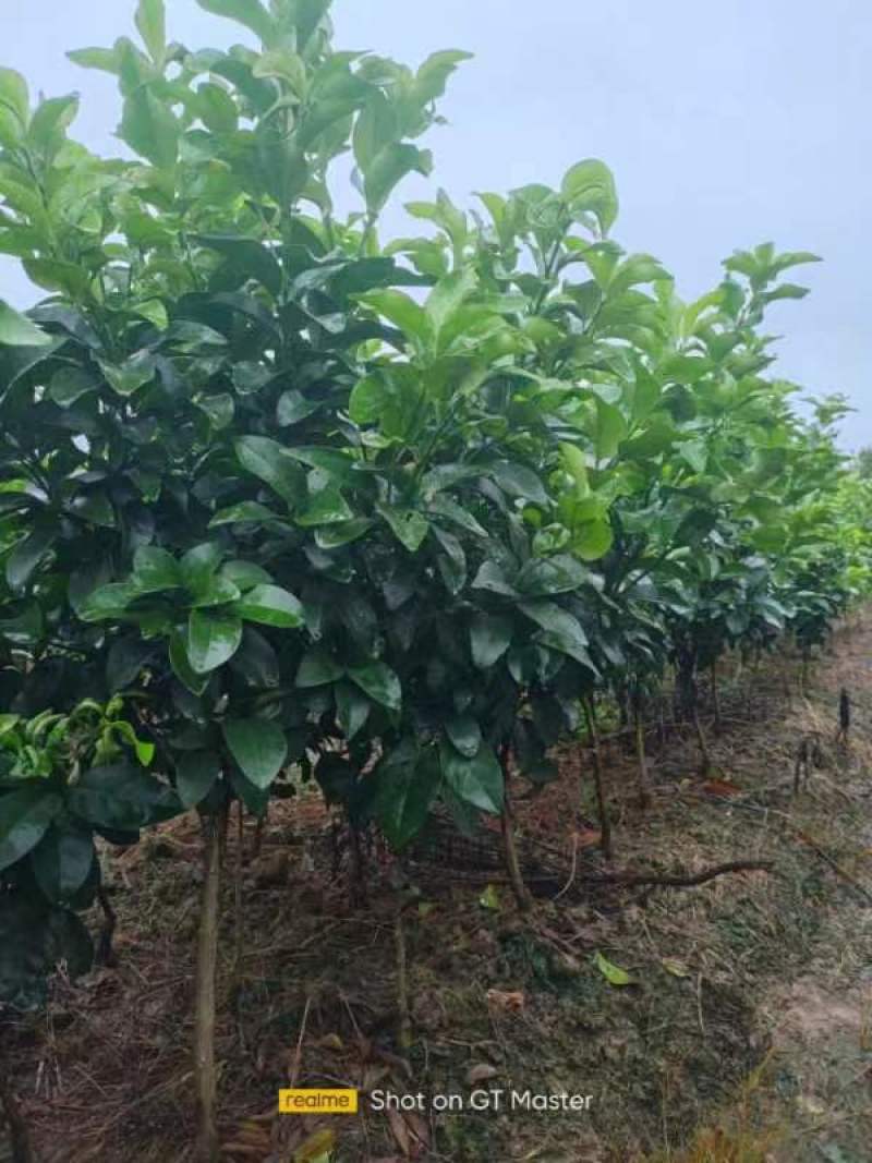 爱缓28号38柑橘苗，视频挖苗，量大从优技术指导