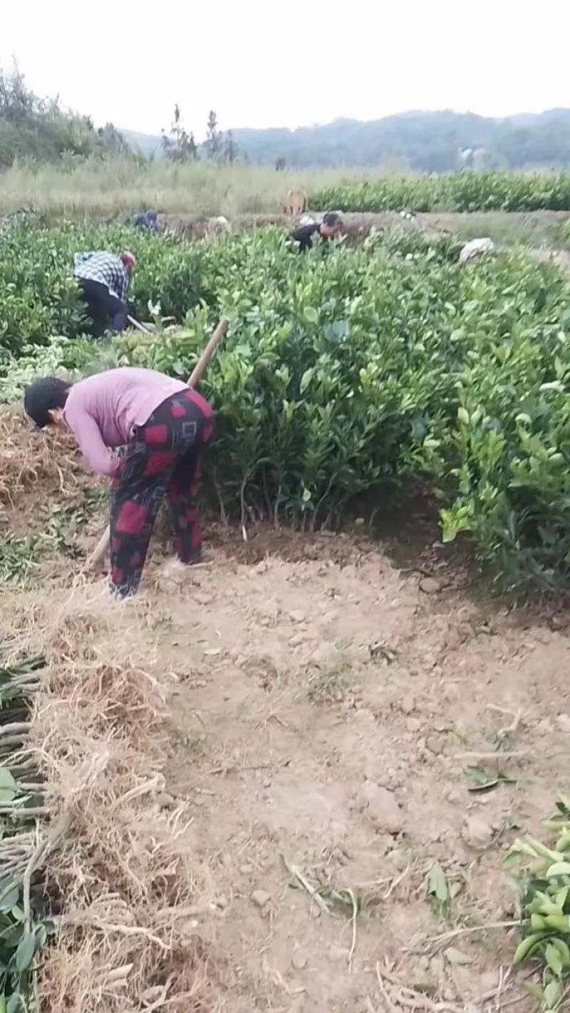 爱缓28号38柑橘苗，视频挖苗，量大从优技术指导