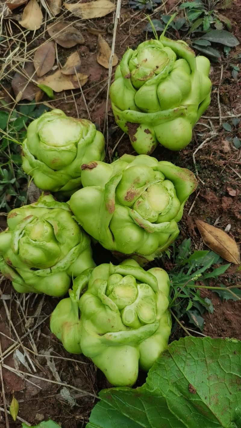 四川榨菜，洗货，工厂货，市场货，全国发货