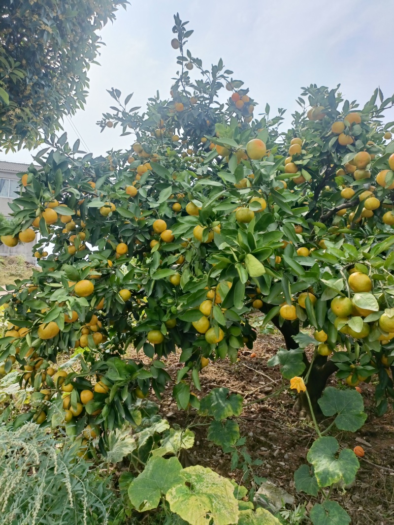 湖北宜昌蜜桔大量销售，果质好，皮细肉脆，欢迎客商釆购。