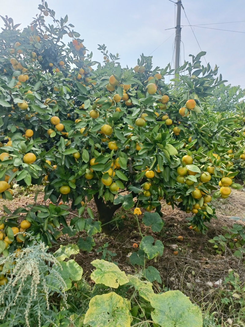 湖北宜昌蜜桔大量销售，果质好，皮细肉脆，欢迎客商釆购。