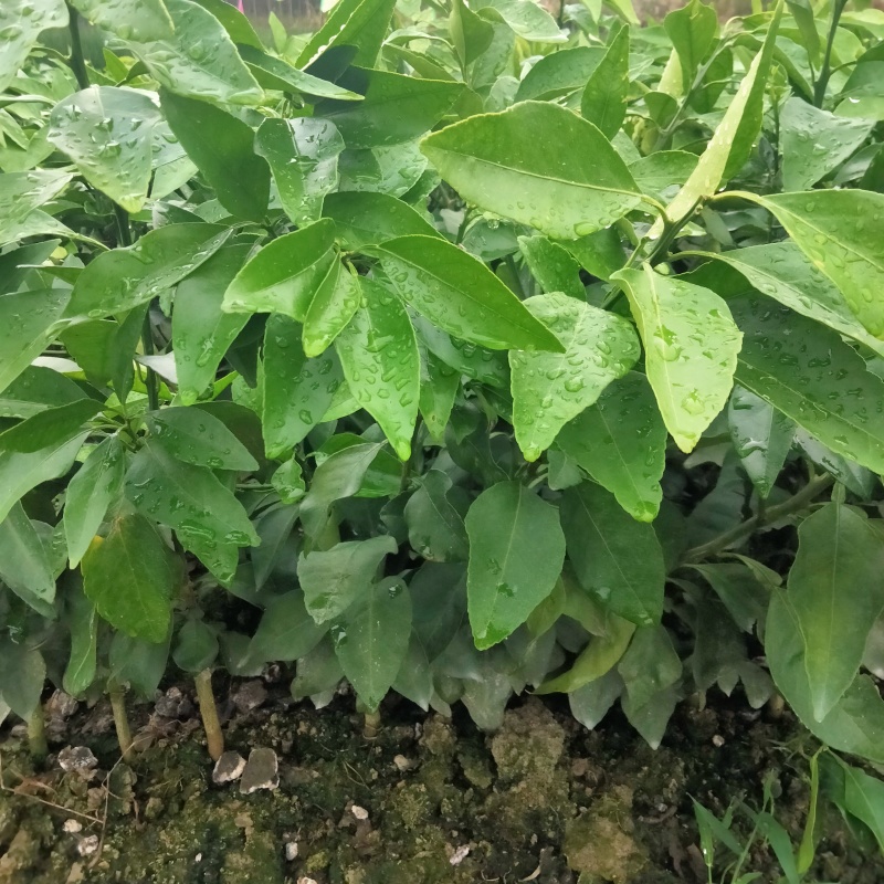 爱媛38号果冻橙，可视频挖苗