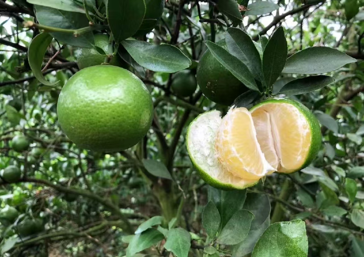 一个完整的皇帝柑果实,呈扁圆形,表皮光滑细腻,颜色为明亮的橙黄色,果蒂部分带有新鲜绿色枝梗,背景为浅色木质桌面,光线柔和自然,突出果实的新鲜感与质感 皇帝柑特写图