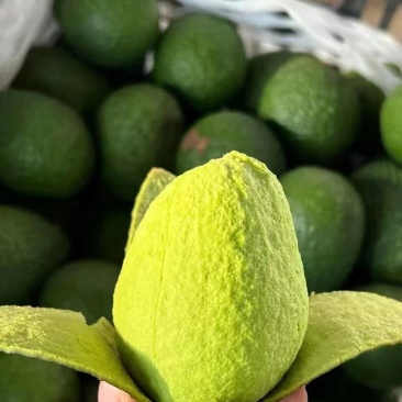 哈斯牛油果