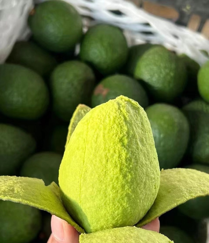 哈斯牛油果