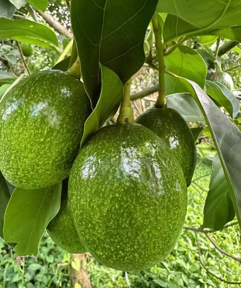 哈斯牛油果