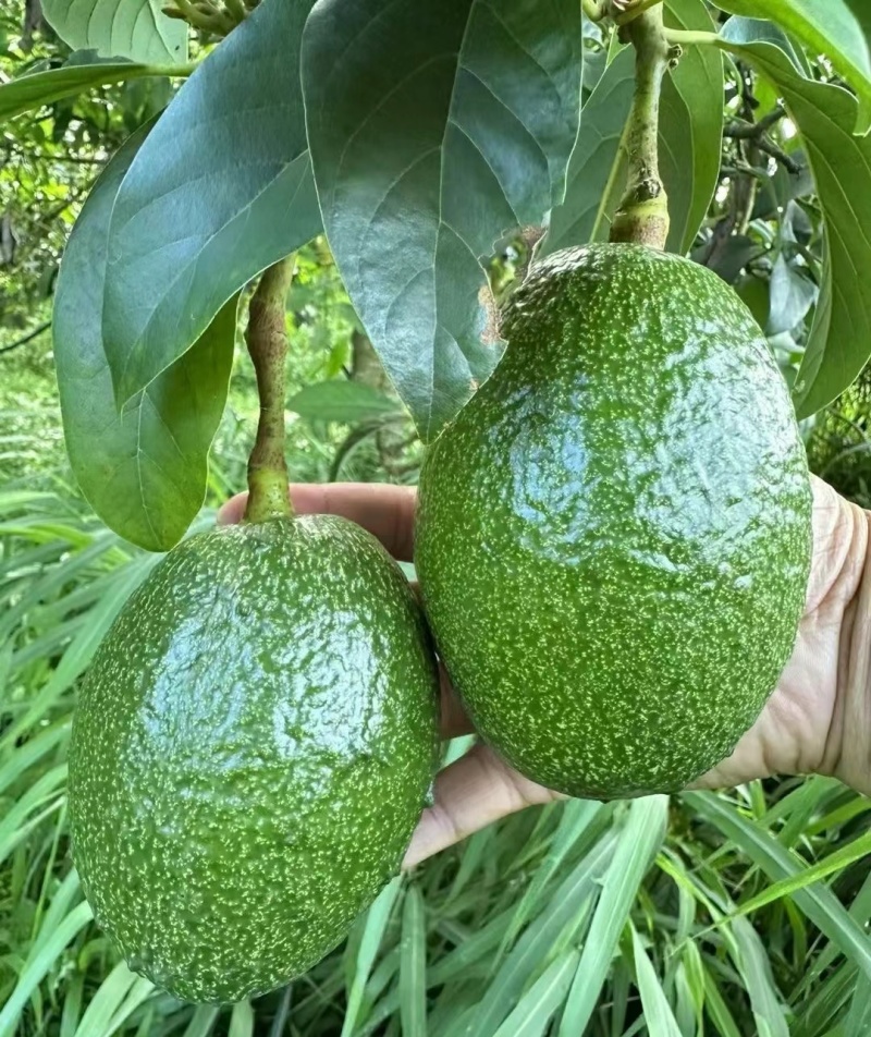 哈斯牛油果