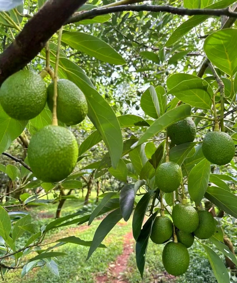哈斯牛油果