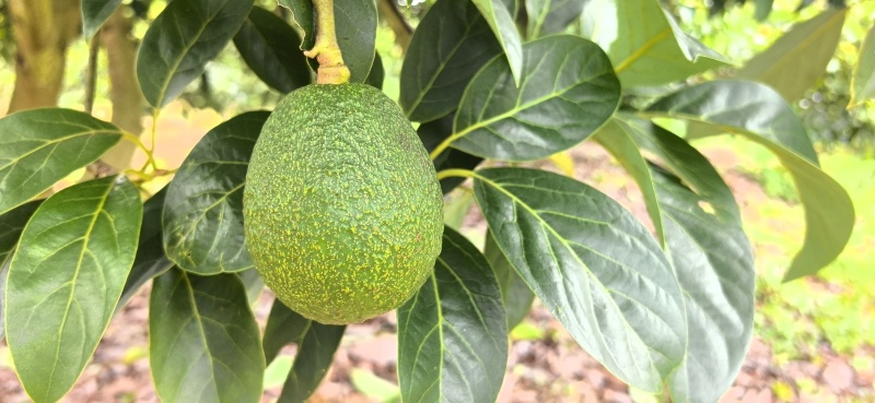 哈斯牛油果