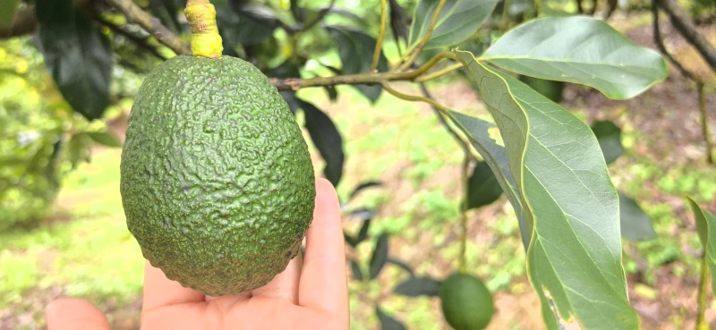 哈斯牛油果