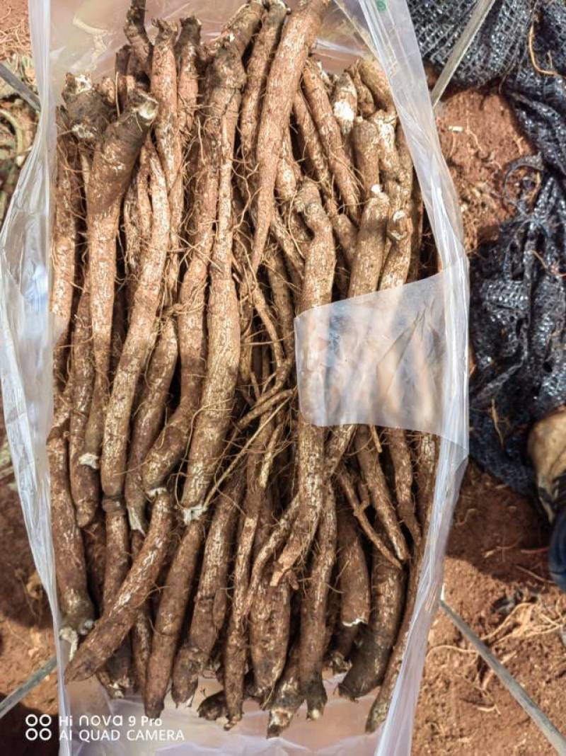 云南昆明马刺根健康来自农场直供品质保证量大优惠