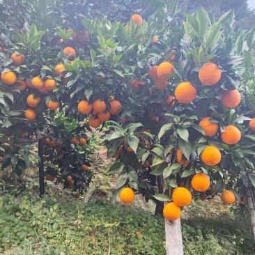 赣南脐橙