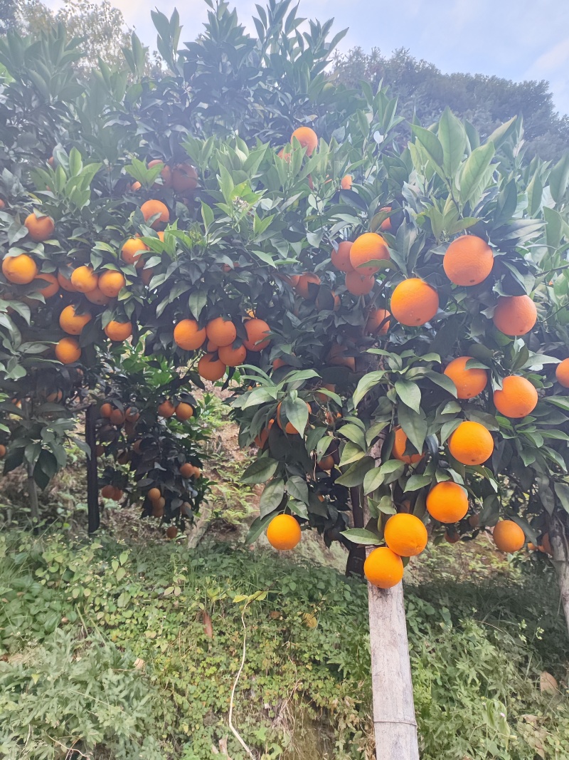 赣南脐橙