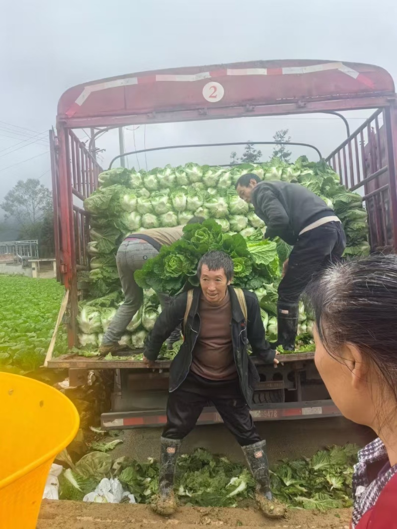 【推荐】四川黄心白菜对接商超团购供应链等量大从优