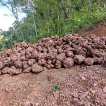【现挖现发】云南茯苓鲜货供货量大价格面议电话联系