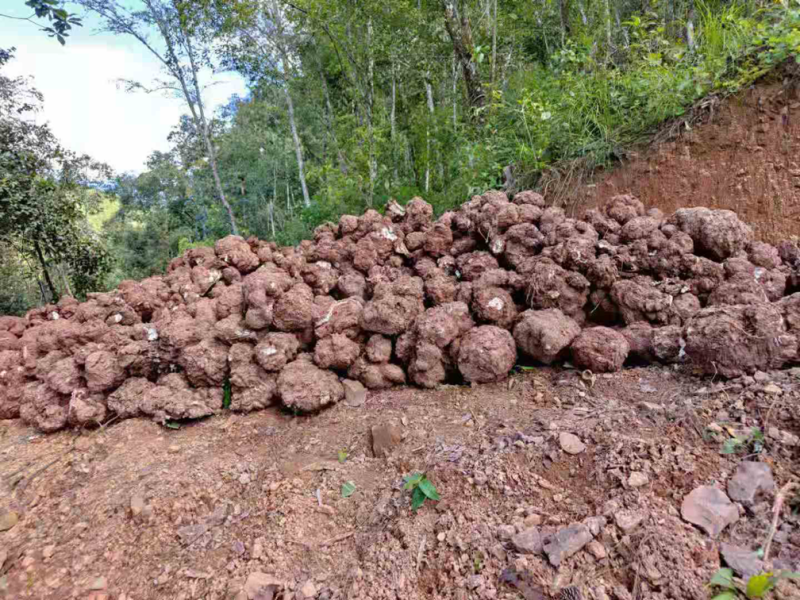 【现挖现发】云南茯苓鲜货供货量大价格面议电话联系